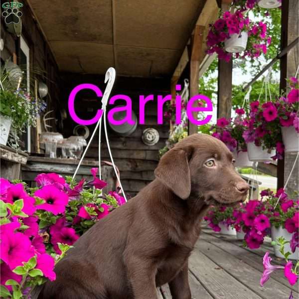 Carrie, Chocolate Labrador Retriever Puppy